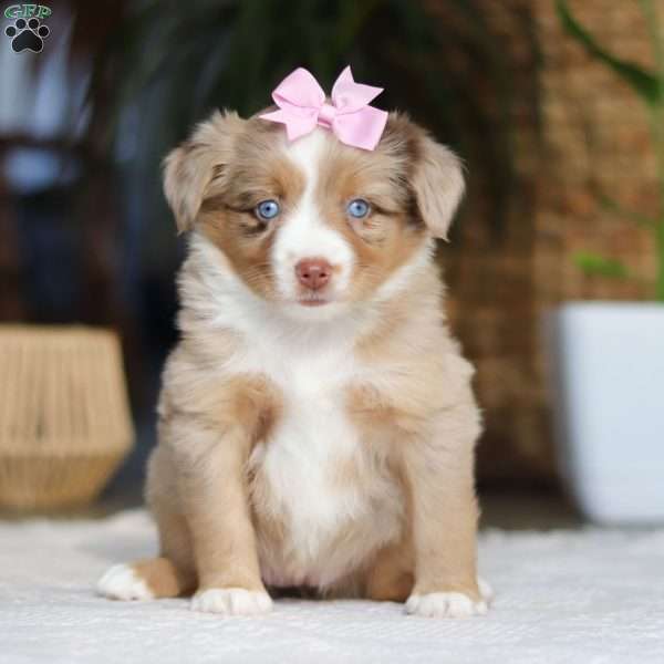 Juniper, Miniature Australian Shepherd Puppy